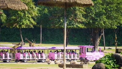 4萬公里 ,100%出勤率!宇通觀光車助力長隆打造沉浸式生態之旅 4萬公里 ,100%出勤率!宇通觀光車助力長隆打造沉浸式生態之旅