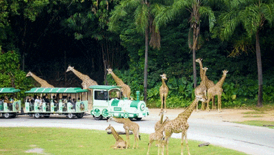 4萬公里 ,100%出勤率!宇通觀光車助力長隆打造沉浸式生態之旅 4萬公里 ,100%出勤率!宇通觀光車助力長隆打造沉浸式生態之旅